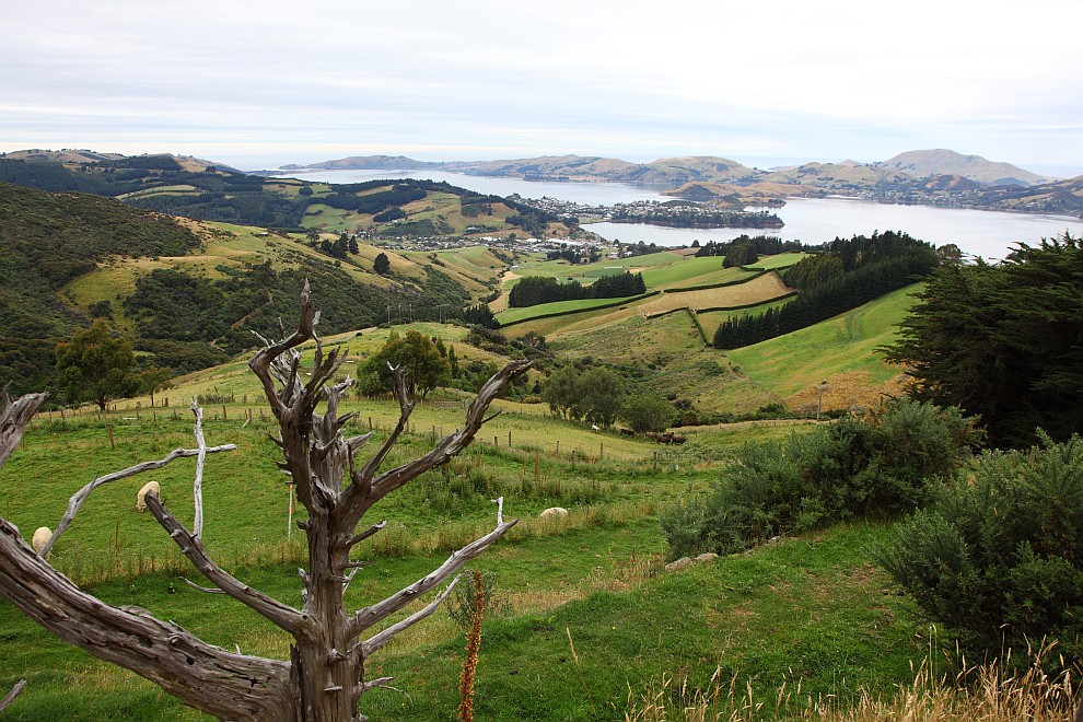 Otago Halbinsel und Otago Habour